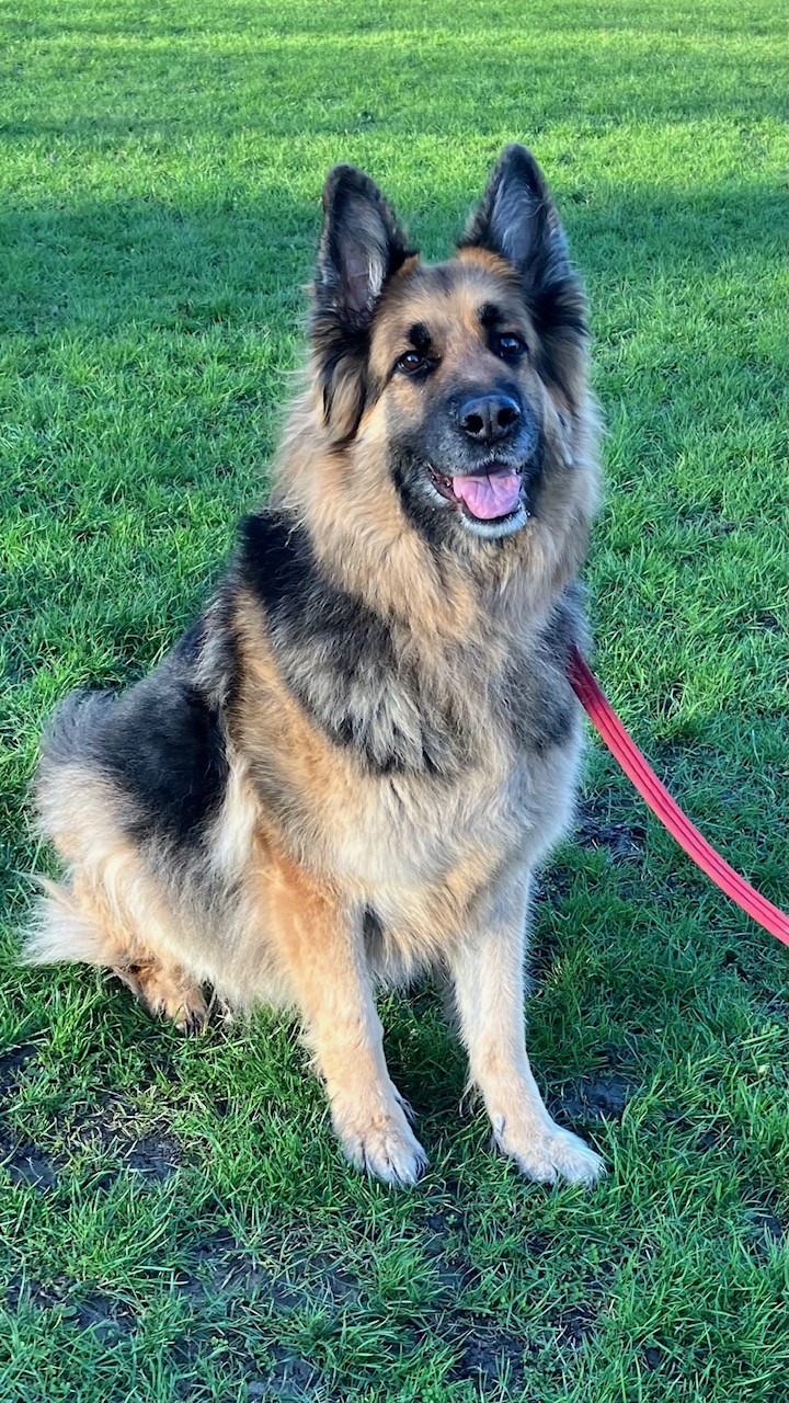 NORMAN - KENT NORMAN - KENT